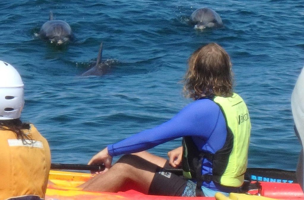 Spiritual Connection with a Dolphin